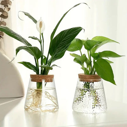 (Set of 2x ) Small Clear Vase indoor plants