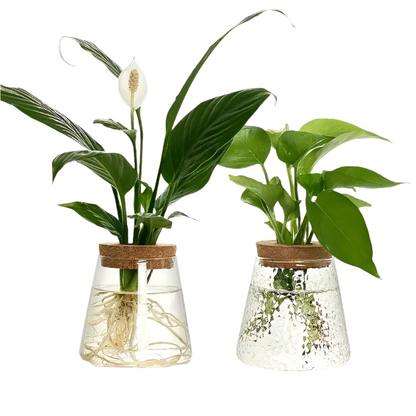 (Set of 2x ) Small Clear Vase indoor plants