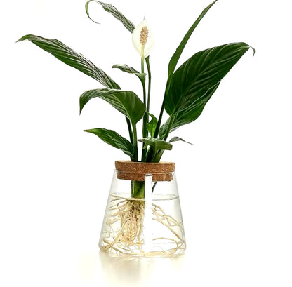 (Set of 2x ) Small Clear Vase indoor plants